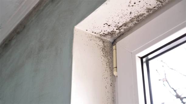 Best Toxic Mold Removal  in First Mesa, AZ