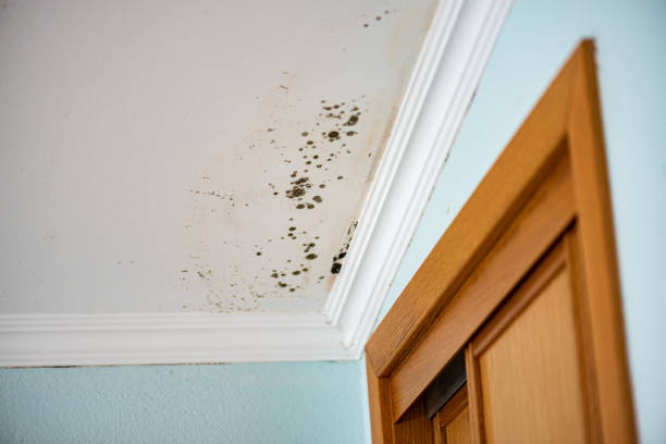 Best Best Mold Removal Companies  in First Mesa, AZ