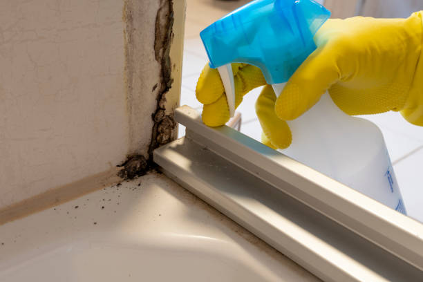 Professional Mold Removal in First Mesa, AZ