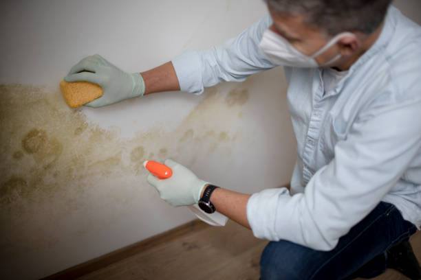 Best Mold Testing  in First Mesa, AZ
