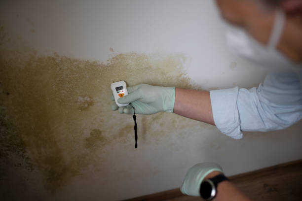 Best Local Mold Removal Service  in First Mesa, AZ