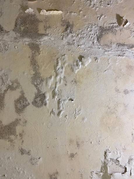 Office Mold Removal Services in First Mesa, AZ