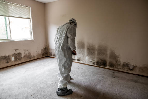 Best Mold Damage Repair  in First Mesa, AZ
