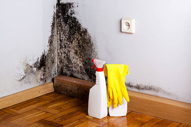 Best Commercial Mold Removal  in First Mesa, AZ