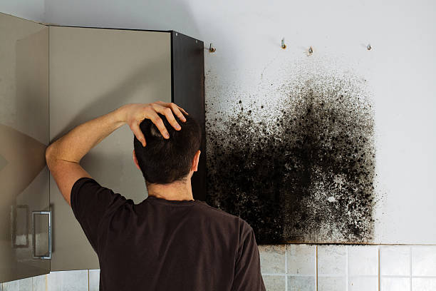 Best Professional Mold Removal  in First Mesa, AZ